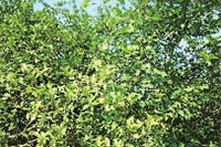 银河集团官网,油茶莳植生产加工销售,植物油莳植生产加工销售