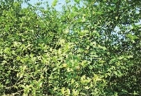 银河集团官网,油茶莳植生产加工销售,植物油莳植生产加工销售